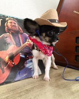 teacup cowboy luxo tiny dogs famosos canil de chihuahuaemsaopaulo caes de famosos comprar chihuahua minidogs