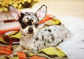 exotic pets animaisexoticos chihuahua venda unica unique chic dapple chihuahua unica luxo presente de natal