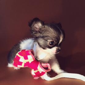 chihuahua canil venda top dogs aldeia famosos rei rainha xuxa globo atores cachorros miniatura