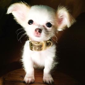 TOP DOGS ISIS VALVERDE CHIHUAHUA CANIL SAO PAULO FAMSOSO MINI DOGS CACHORRO DE BOLSO MINIATURA GLOBO RECORD ARTISTAS